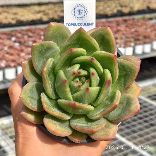 24734 Echeveria Rainbow Dragon (11cm pot size)
