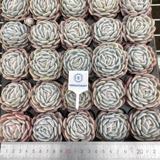 20777 Echeveria Potosina (5cm pot size)