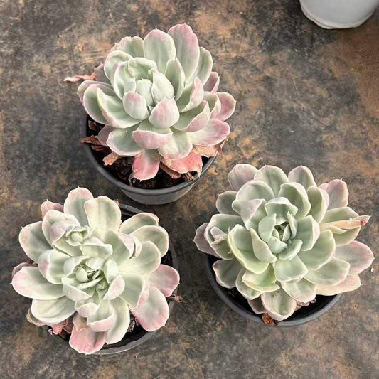 T26440 Echeveria Berkeley Light Variegated (12cm pot size)