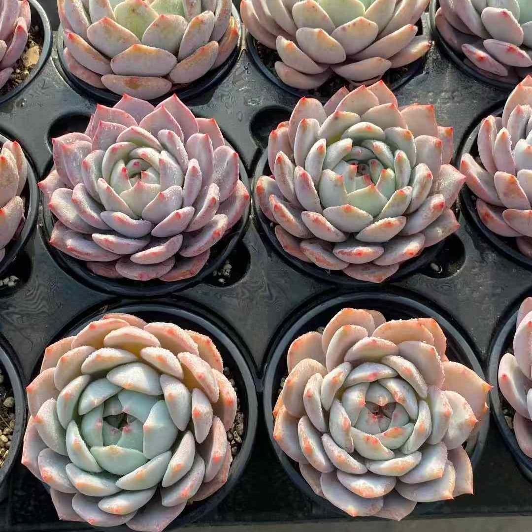 360435 Echeveria Nanette Rose (9cm pot size)