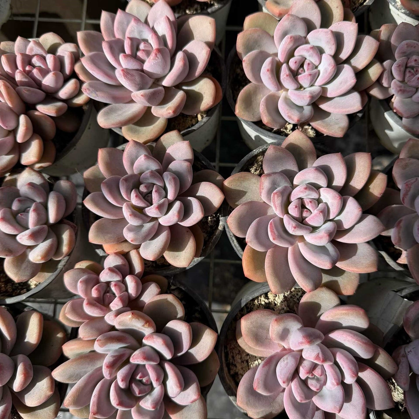 24943 Echeveria Know (9cm pot size)