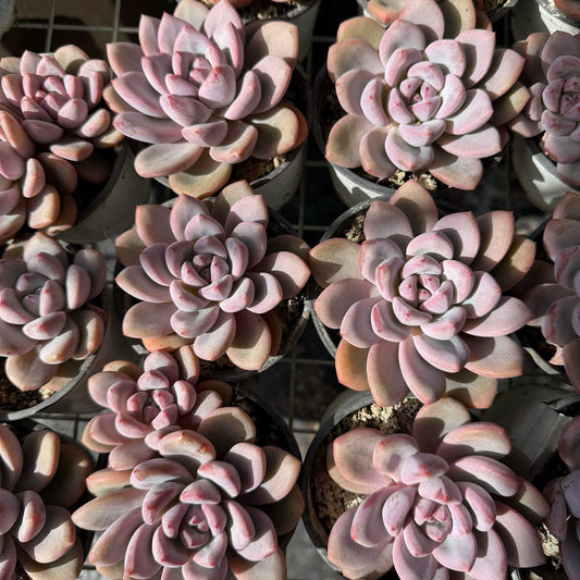 24943 Echeveria Know (9cm pot size)