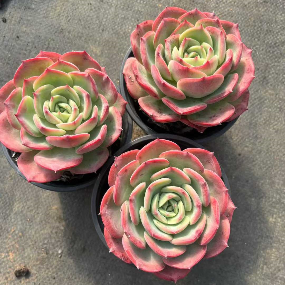 25310 Echeveria Sweet Princess (7cm pot size)