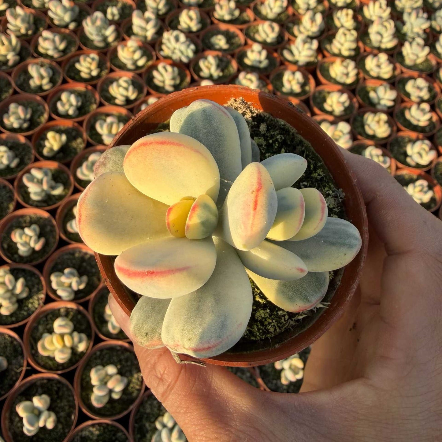 24947 Echeveria Orbiculata Variegated (9cm pot size)