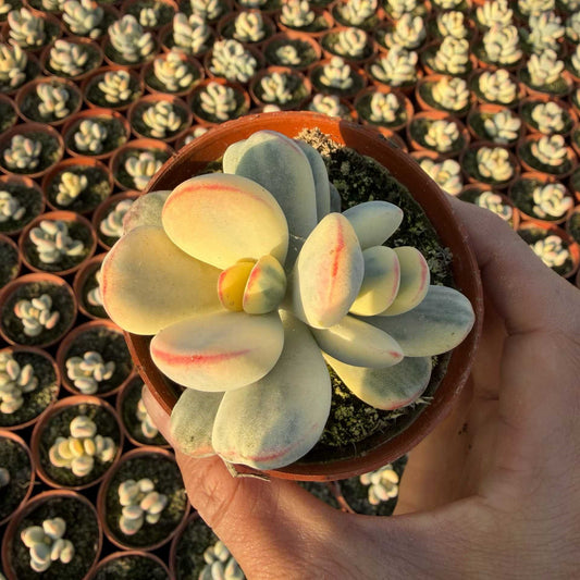 24947 Echeveria Orbiculata Variegated (9cm pot size)