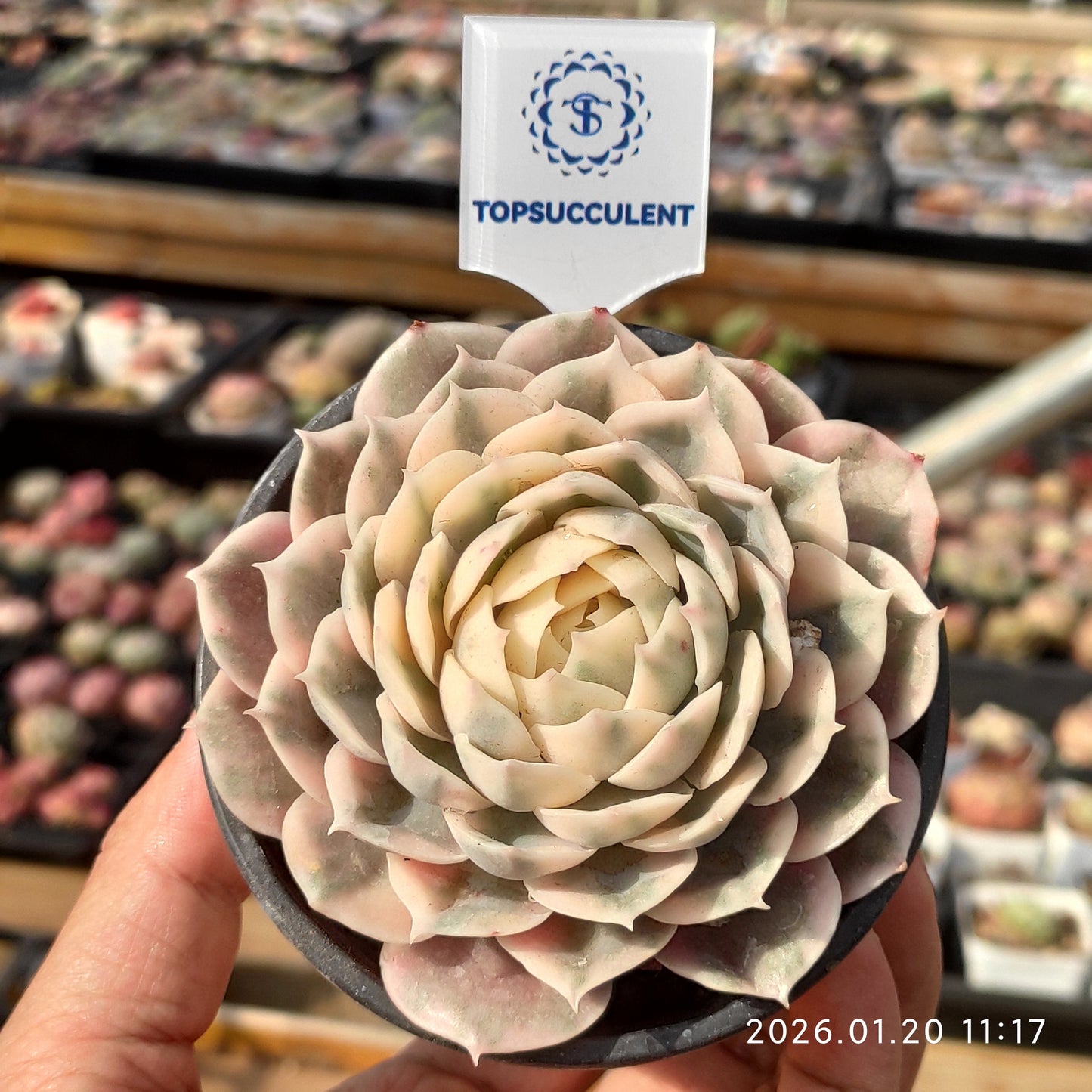 24876 Echeveria Onslow Variegated (9cm pot size)