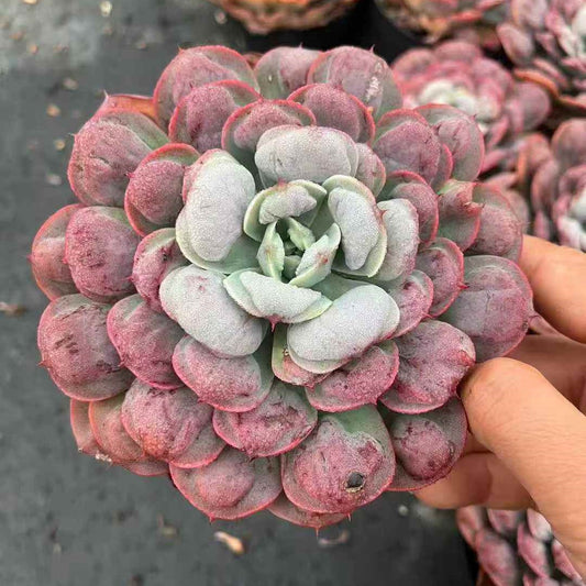 23919 Echeveria Rain Drops (12cm pot size)