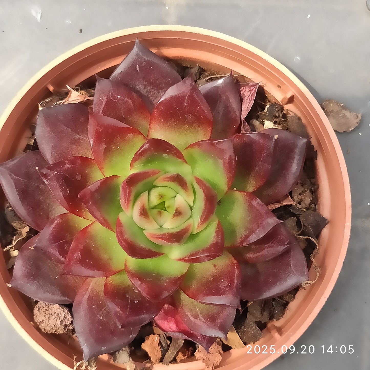 XY362 Echeveria Robin Hyb(7cm pot size)