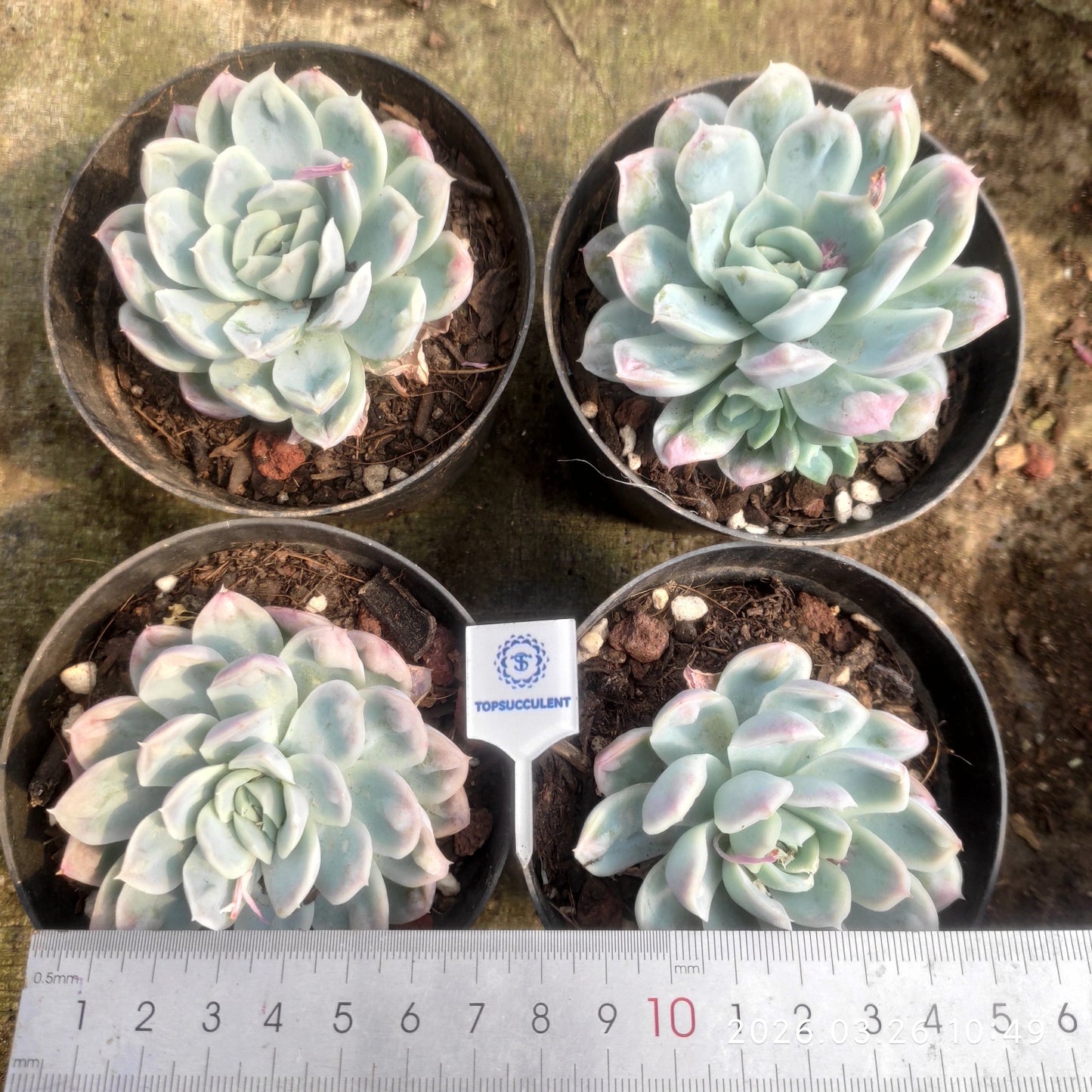 24314 Echeveria Ice Point (10cm pot size)