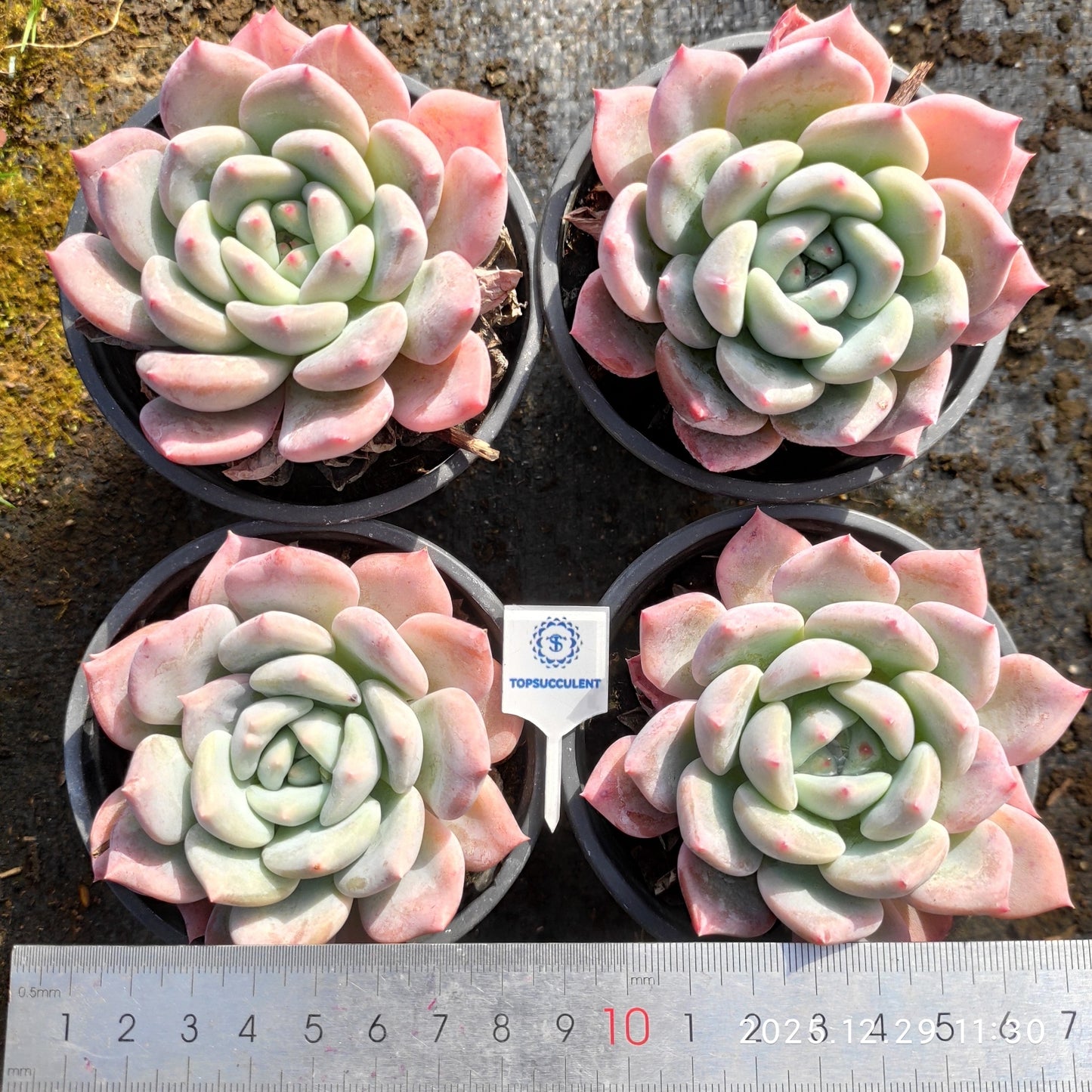 16091 Echeveria Oviferum Hyb (9cm pot size)