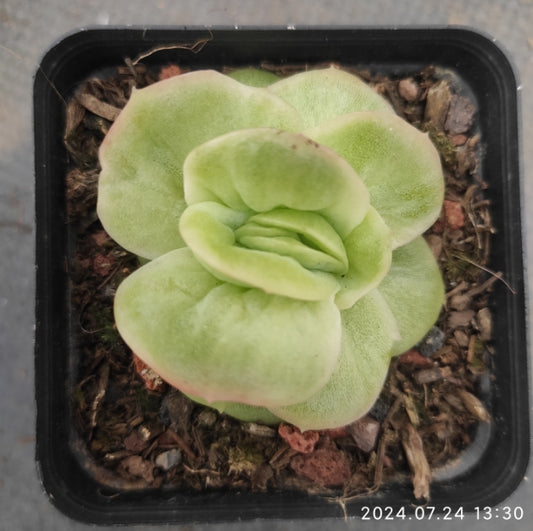 DWZ052 Echeveria Ice Rose Variegated