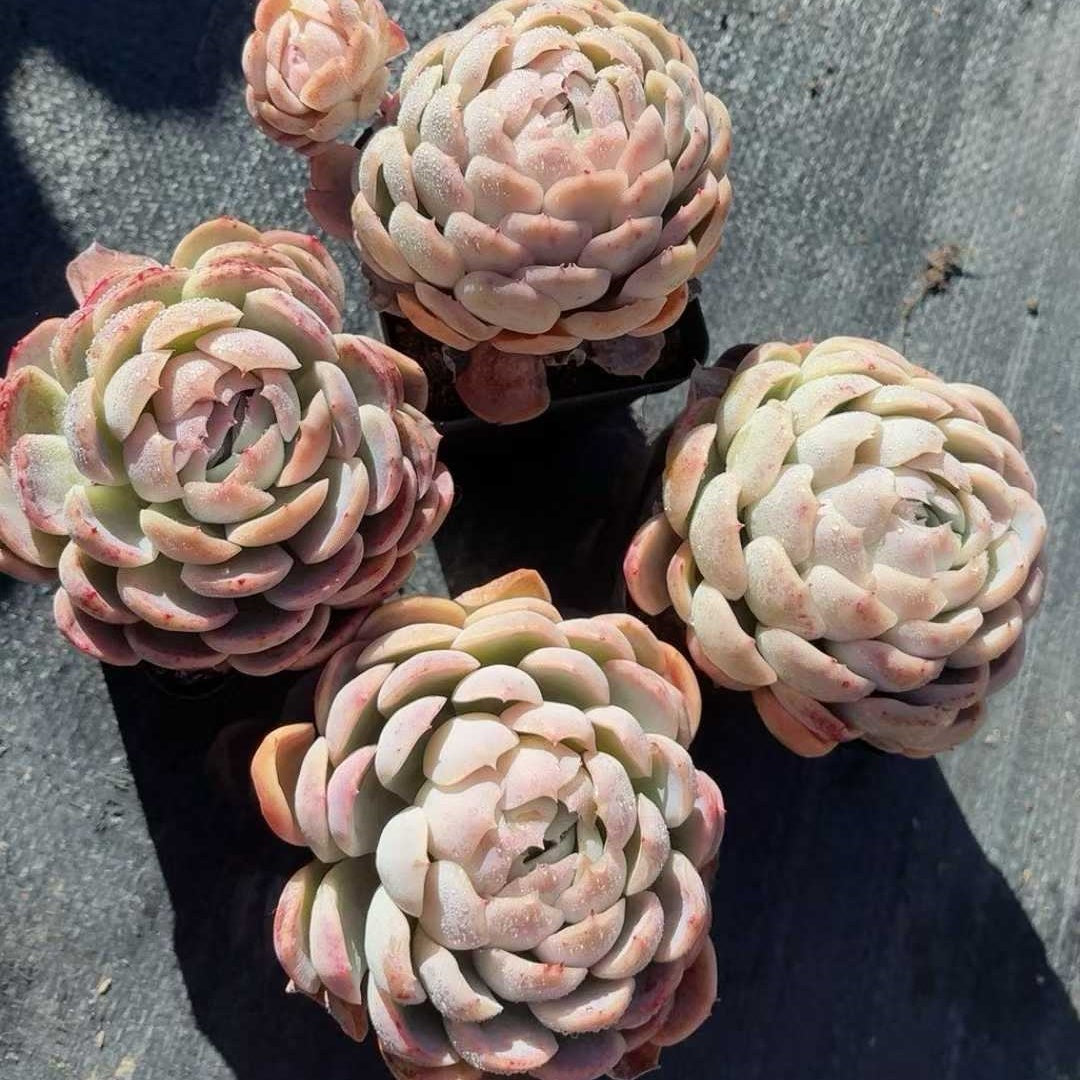 25334 Echeveria Berry (6.5cm pot size)