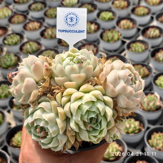 23357 Echeveria Hughmillus (9cm pot size)