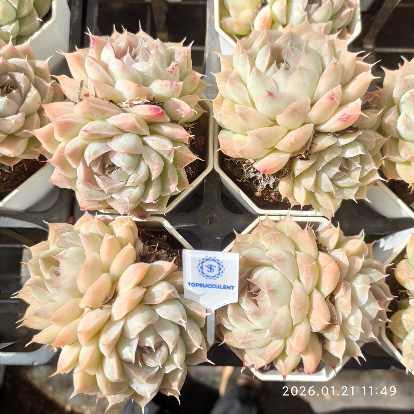 25093 Echeveria Pandora (7cm pot size)