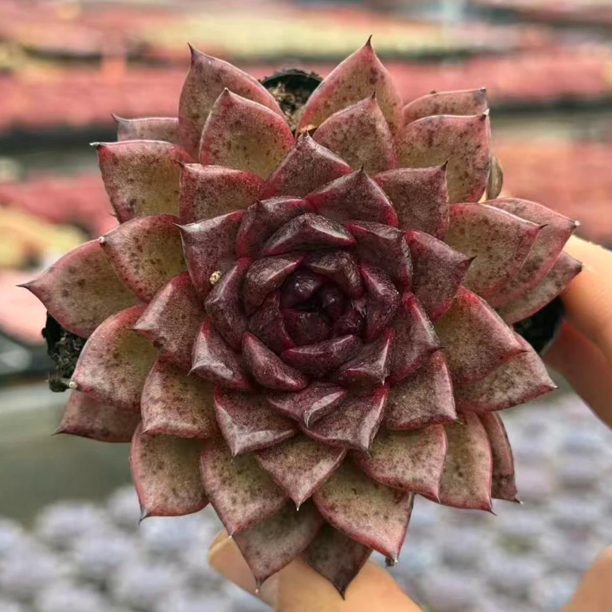 22644 Echeveria Black Phoenix (7cm pot size)