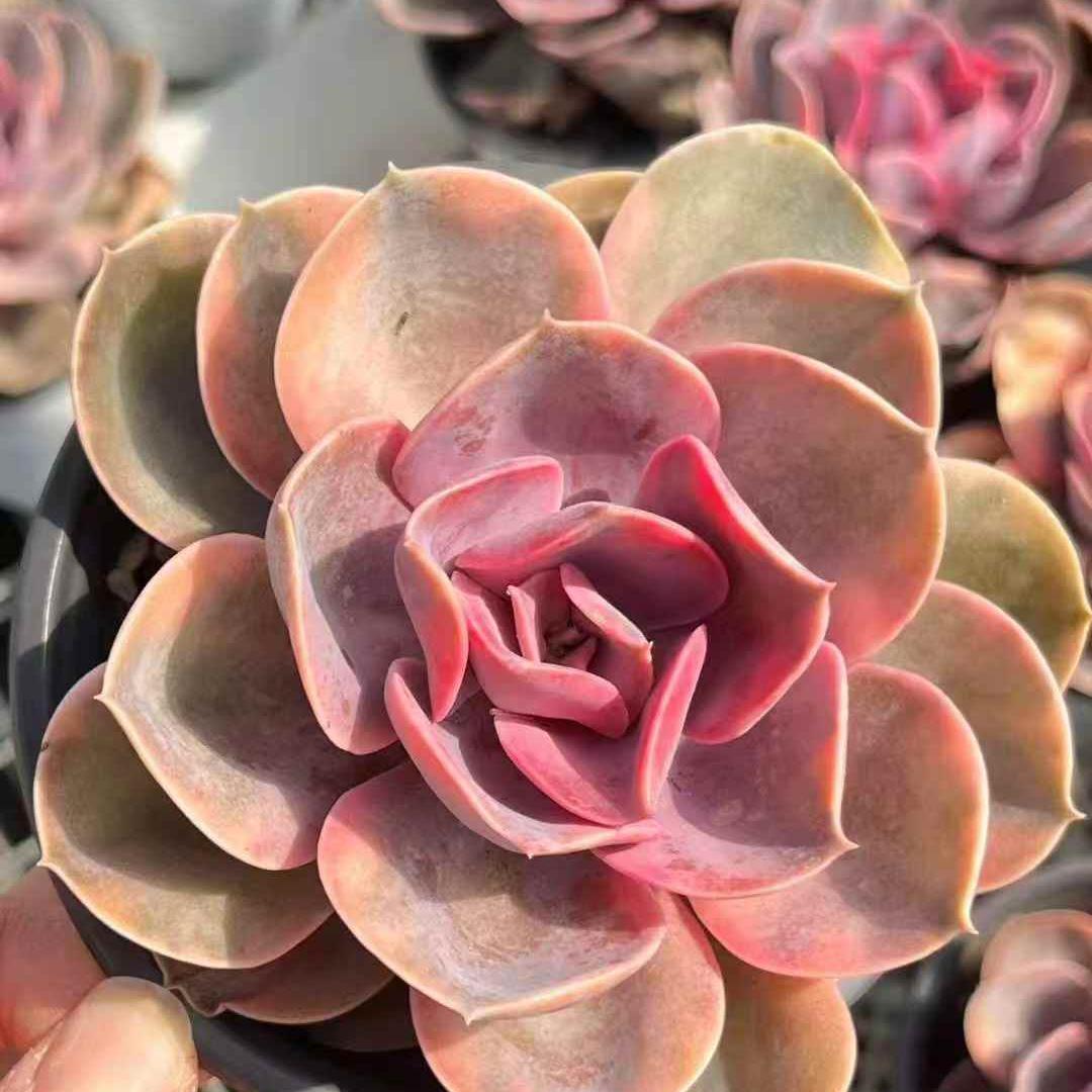 23641 Echeveria Rainbow Variegated (12cm pot size)