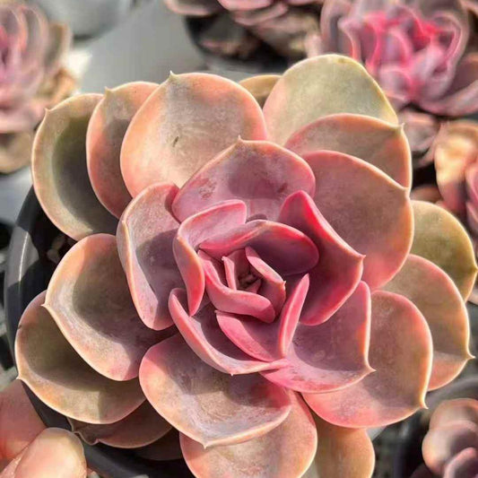 23641 Echeveria Rainbow Variegated (12cm pot size)