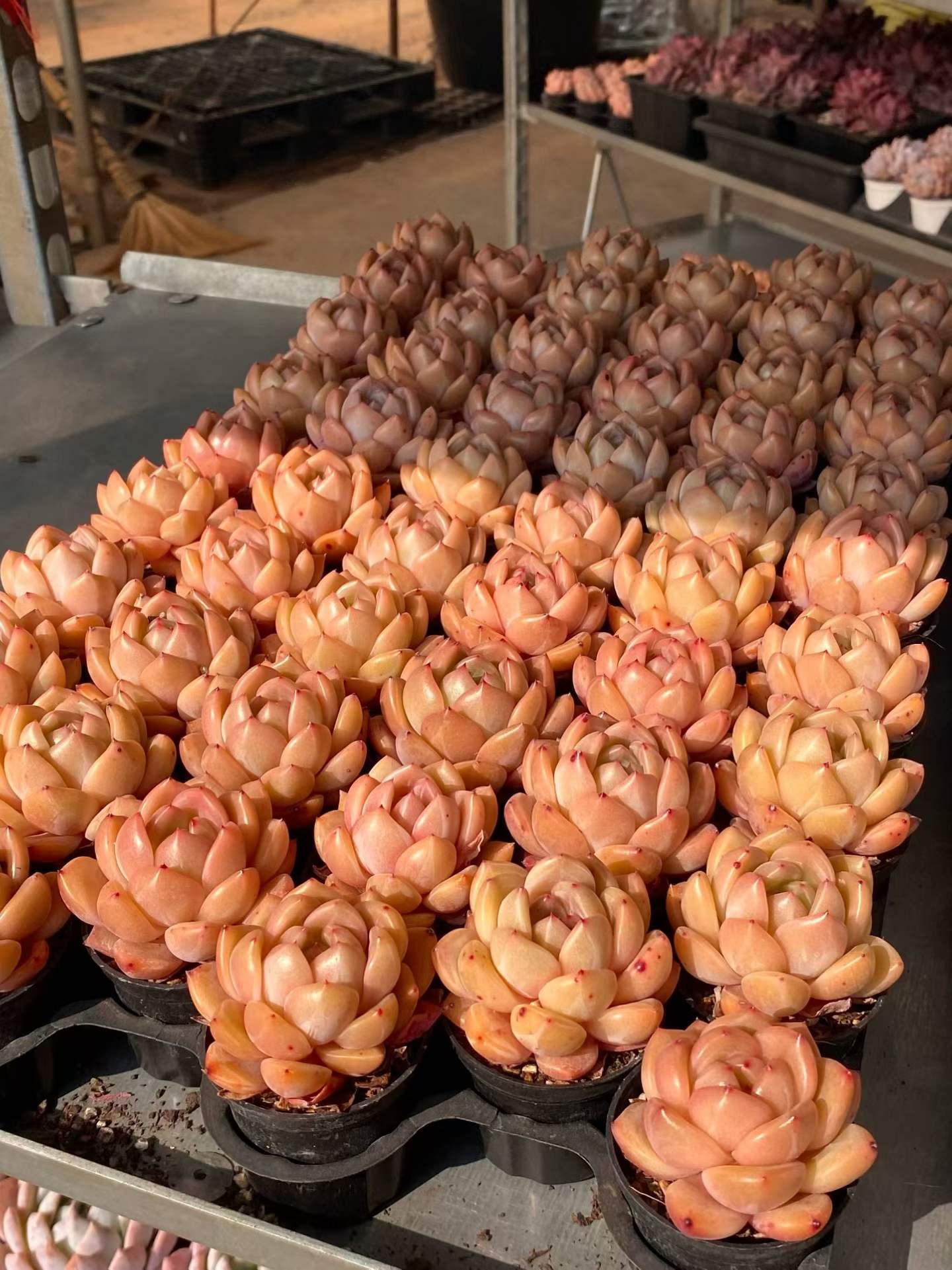 0549 Echeveria Champagne (5.5cm pot size)