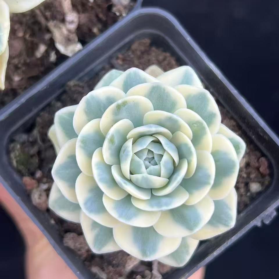 23893 Echeveria Fuji Variegated (7cm pot size)