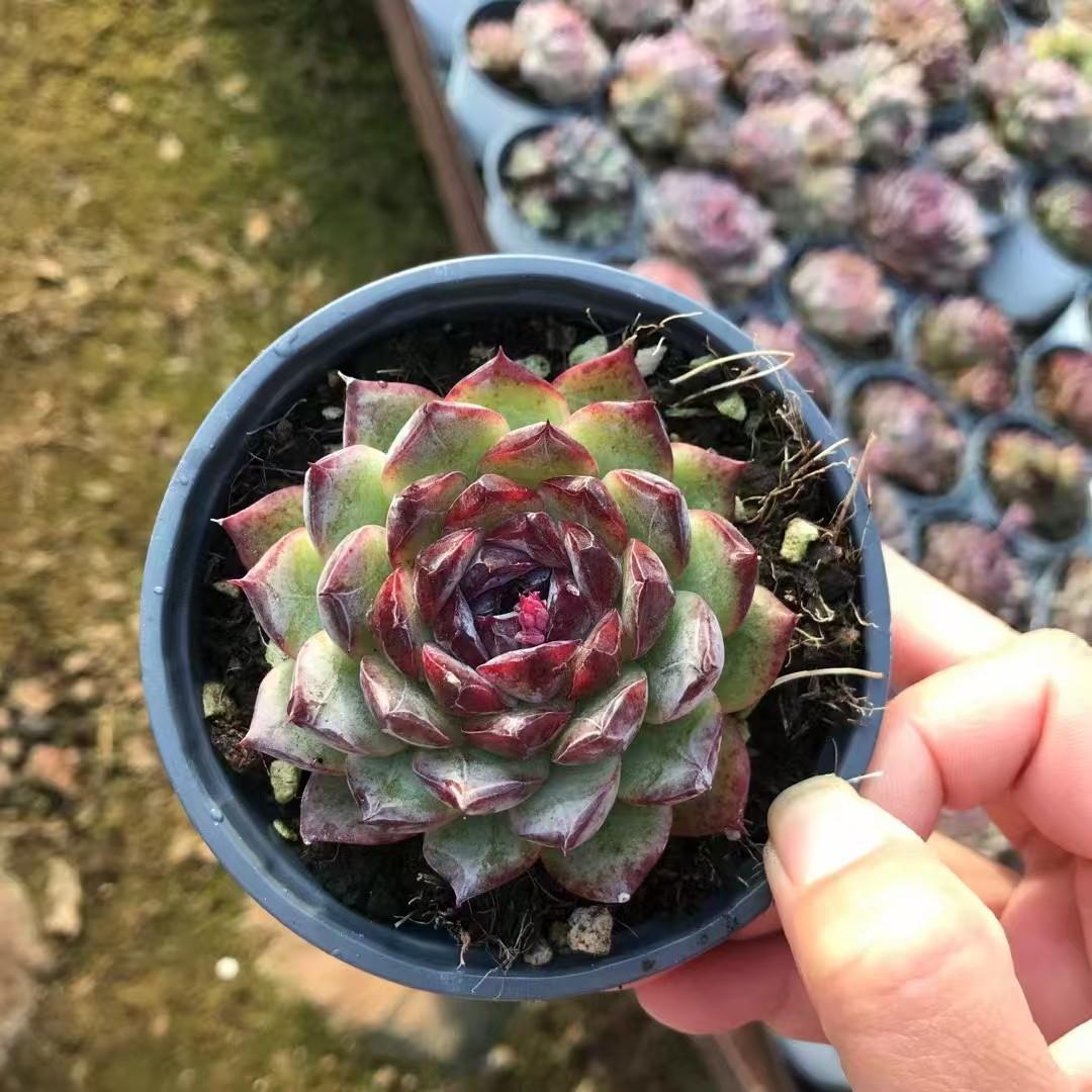 24016 Echeveria Niello Diamond (9cm pot size)