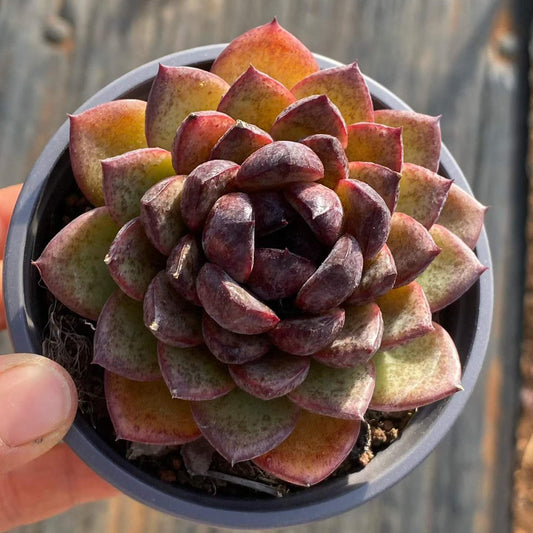 360093 Echeveria Black Rose (9cm pot size)