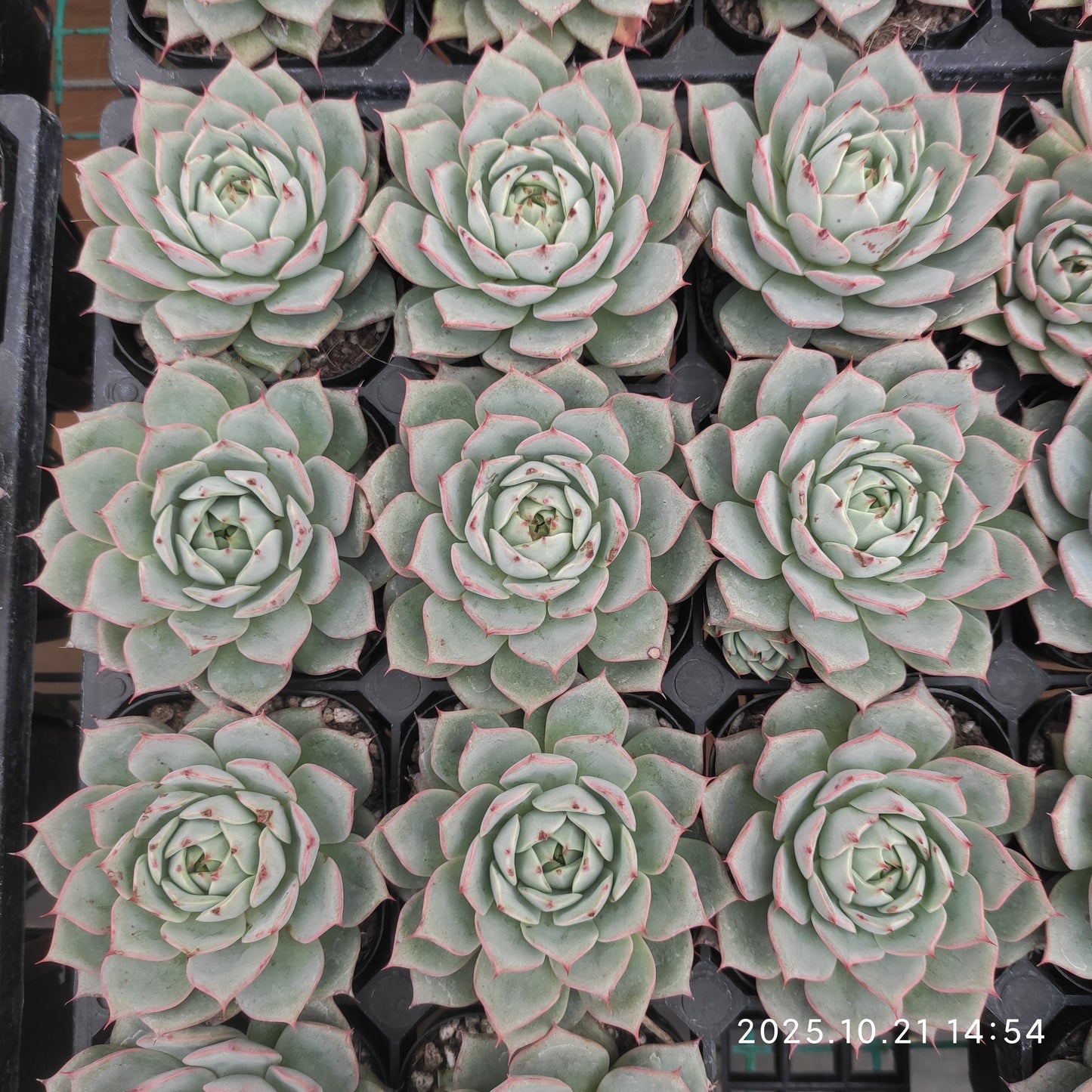 20712 Echeveria Lyndsiana (6.3cm pot size)