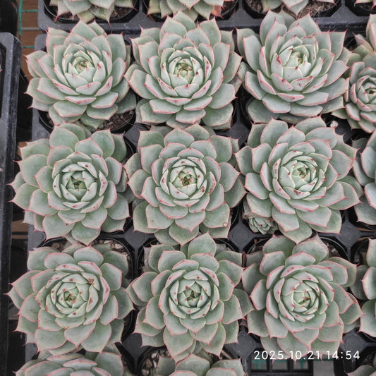20712 Echeveria Lyndsiana (6.3cm pot size)