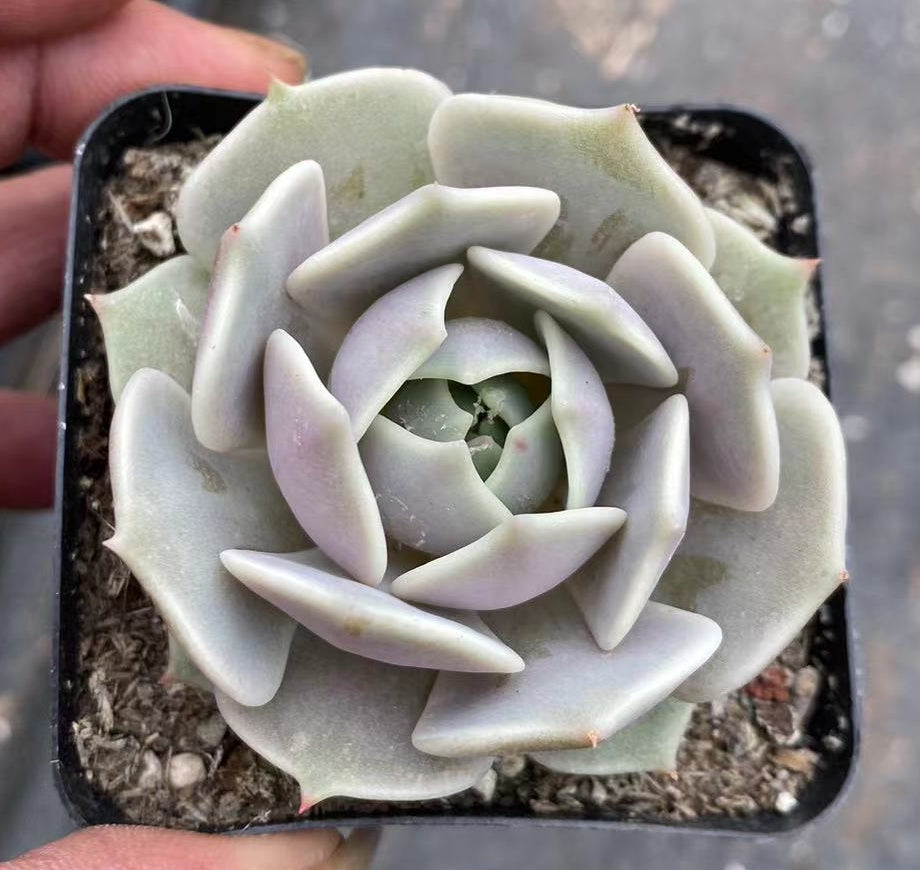 DWZ144 Echeveria Lola