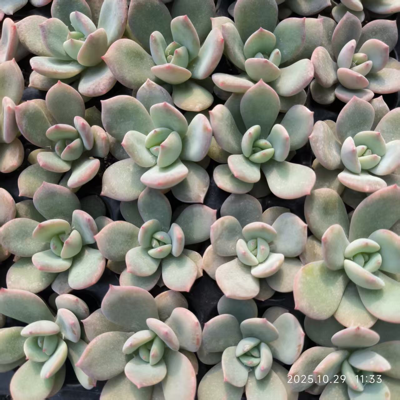 21708 Echeveria Rambu (3cm pot size)