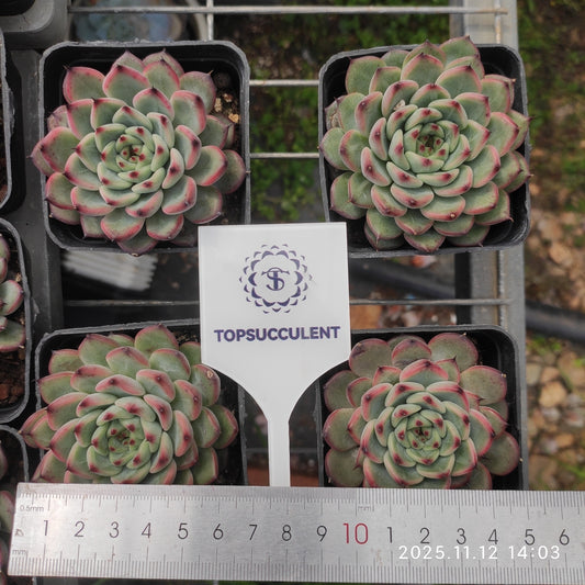 7248 Echeveria Starlight Jenny (7cm pot size)