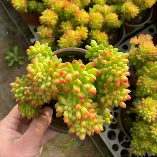 23566 Sedum 'Alice Evans' Cristata (12cm pot size)
