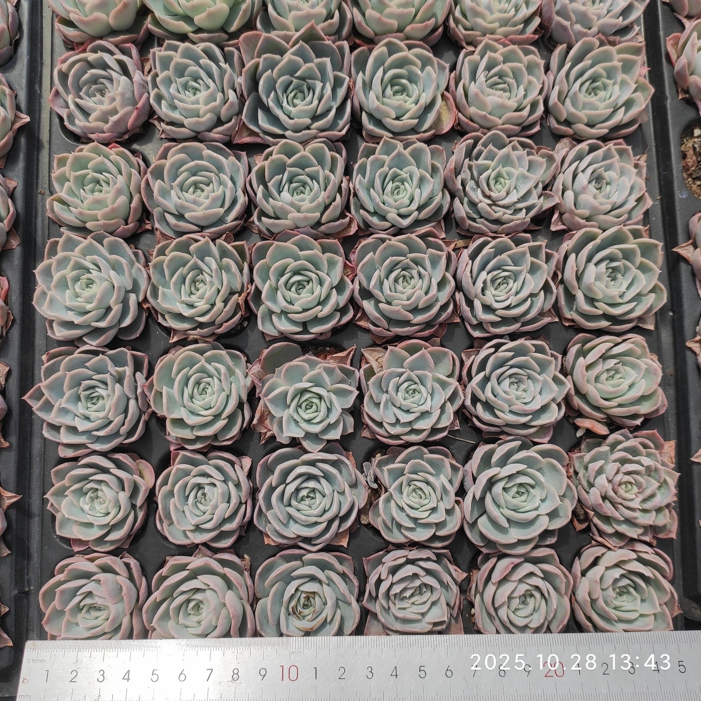 22253 Echeveria Joseline (3cm pot size)