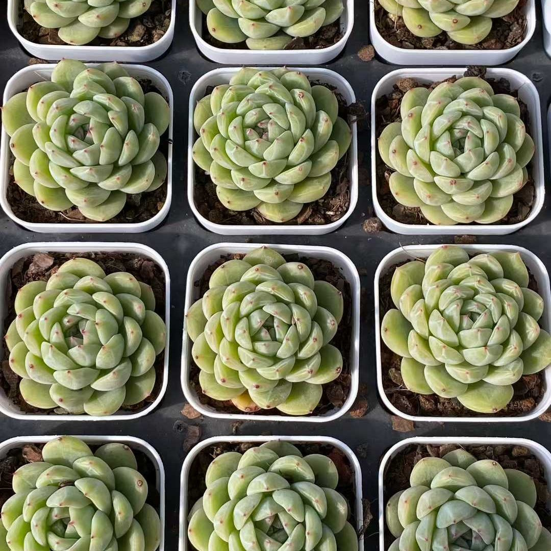 25753 Echeveria Snowflake Jenny (6.5cm pot size)