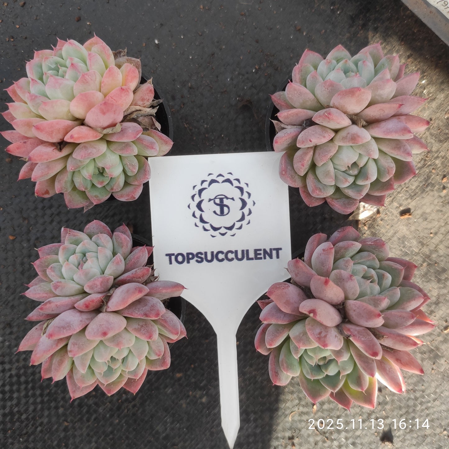 2646 Echeveria Dream Suit (5.5cm pot size)