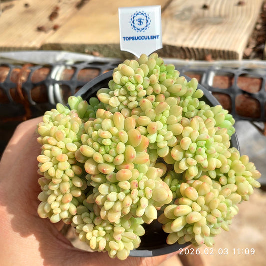 25601 Echeveria Shangri-La Cristata (9cm pot size)