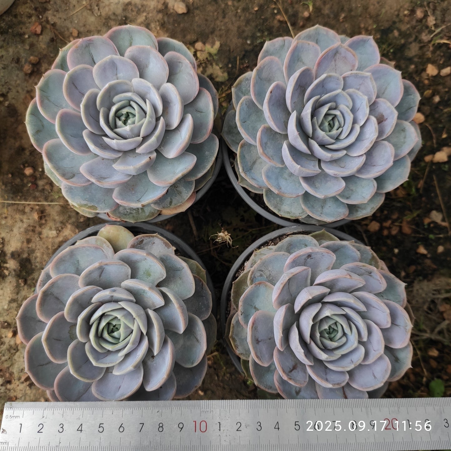 NGN364 Echeveria Blue Surprise(12cm pot size)