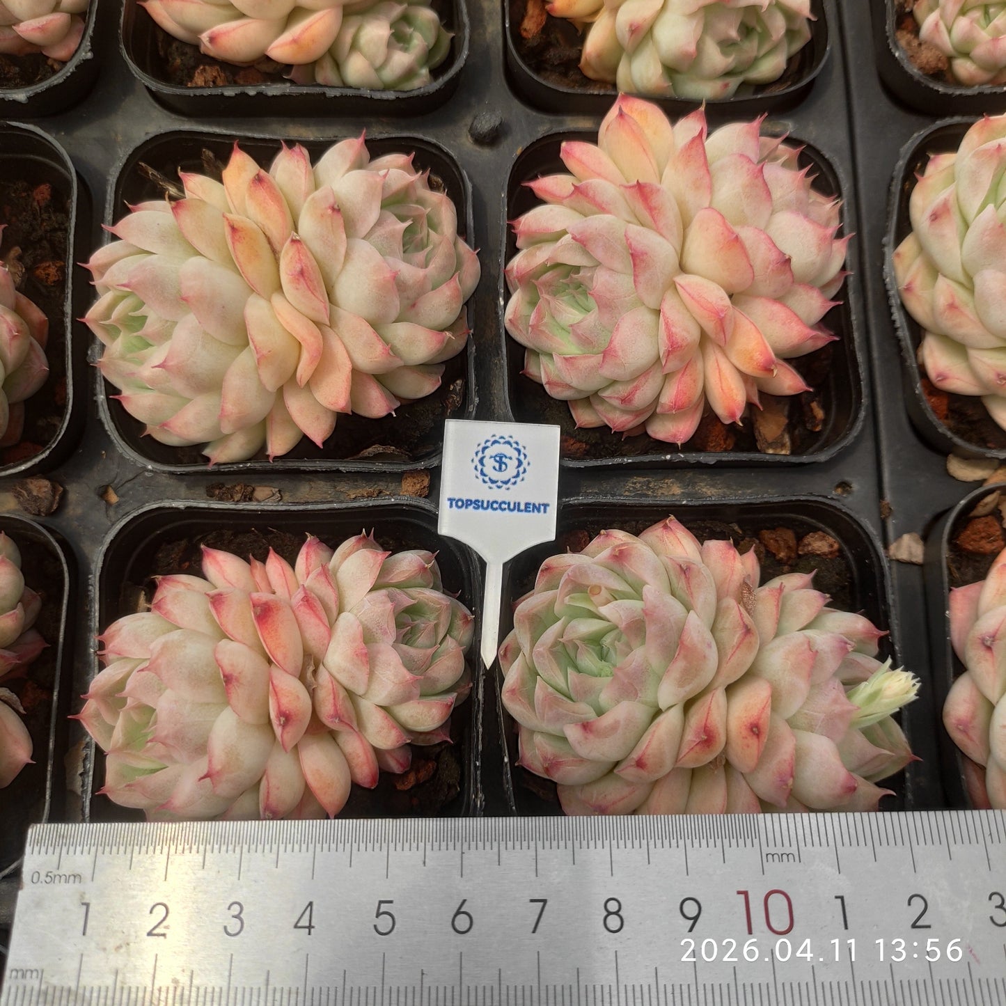 25673 Echeveria Queen of Peach (6.5cm pot size)