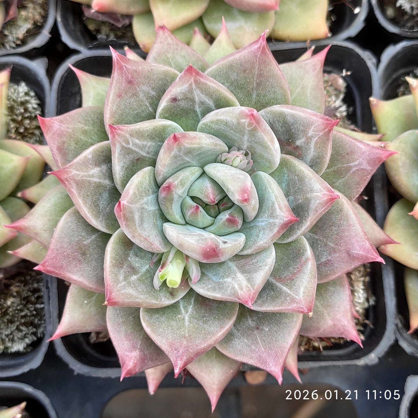 18587 Echeveria Snow Mountain Jenny (7cm pot size)