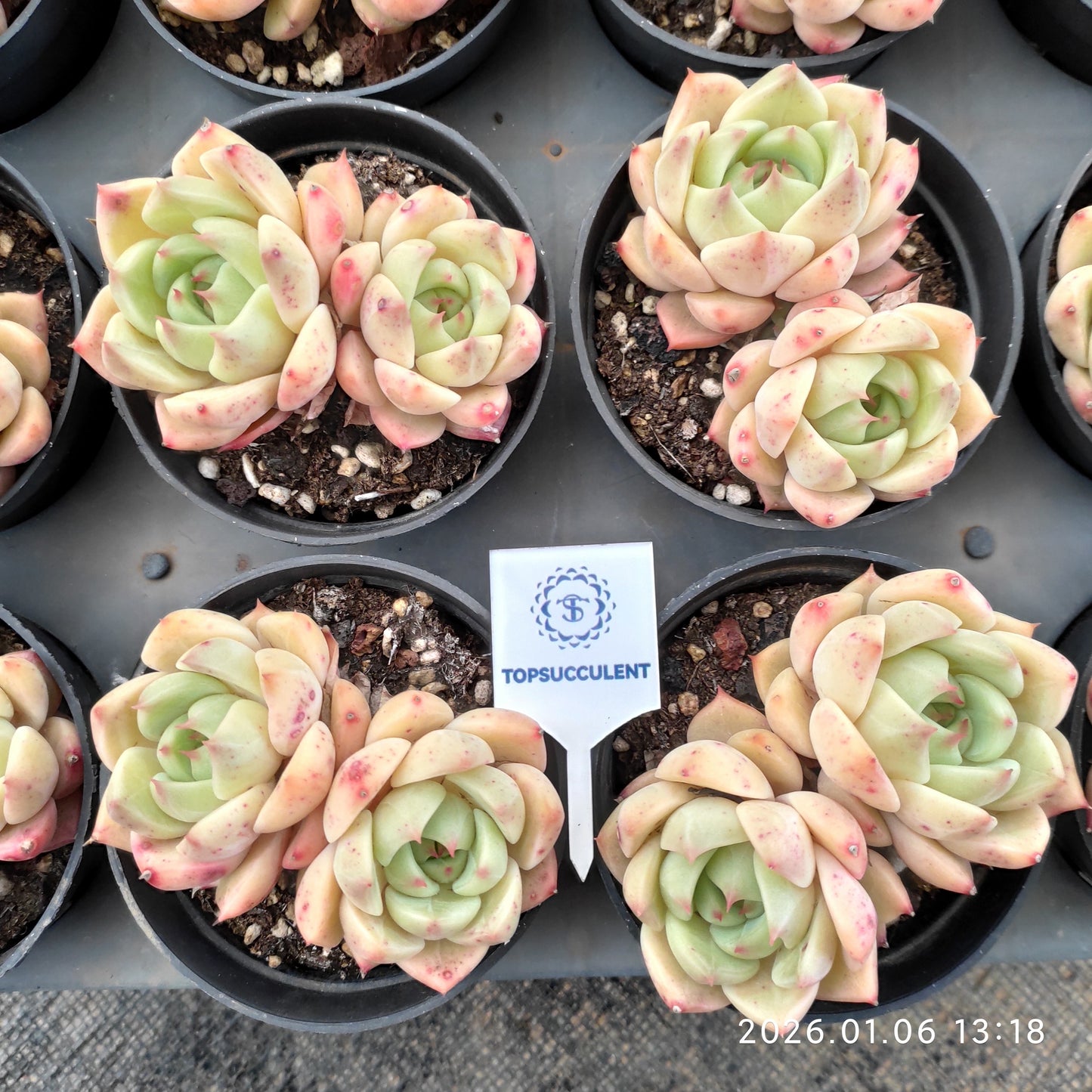 24363 Echeveria Chidori (9cm pot size)