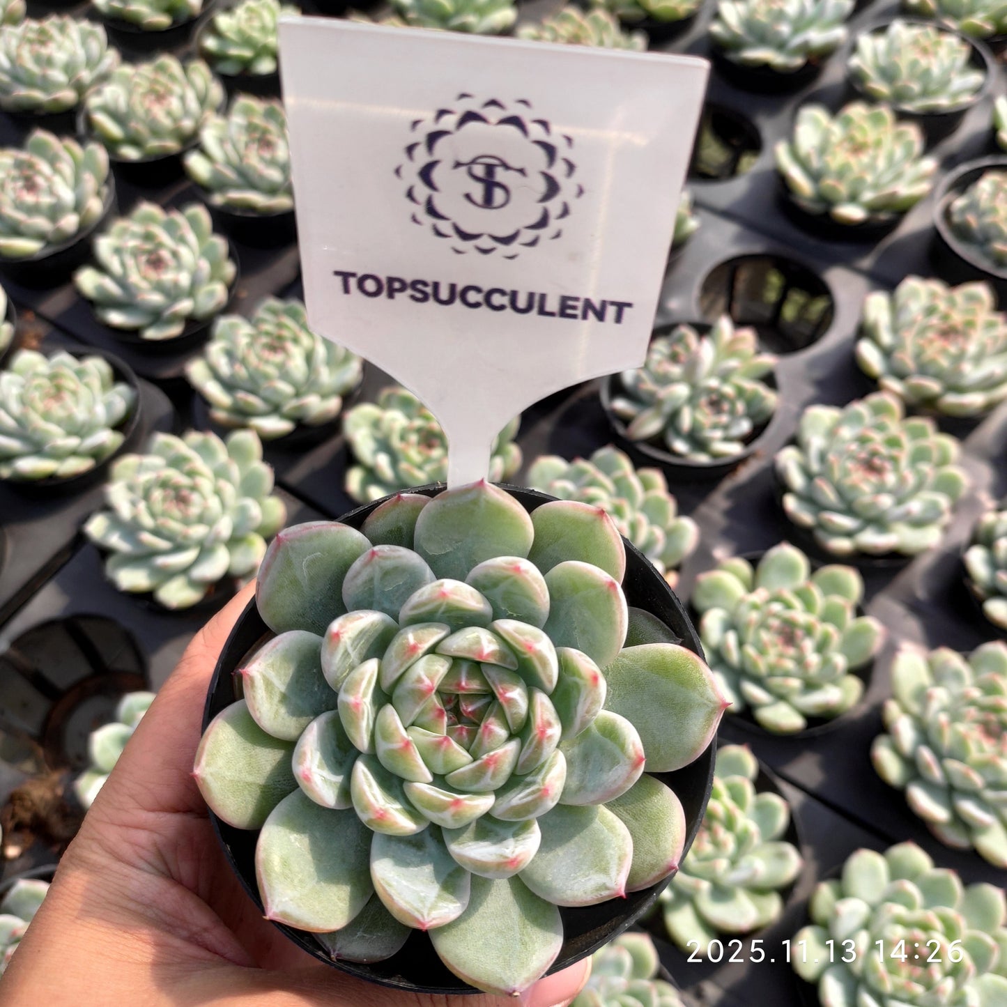 20855 Echeveria Snowflake Jenny (9cm pot size)