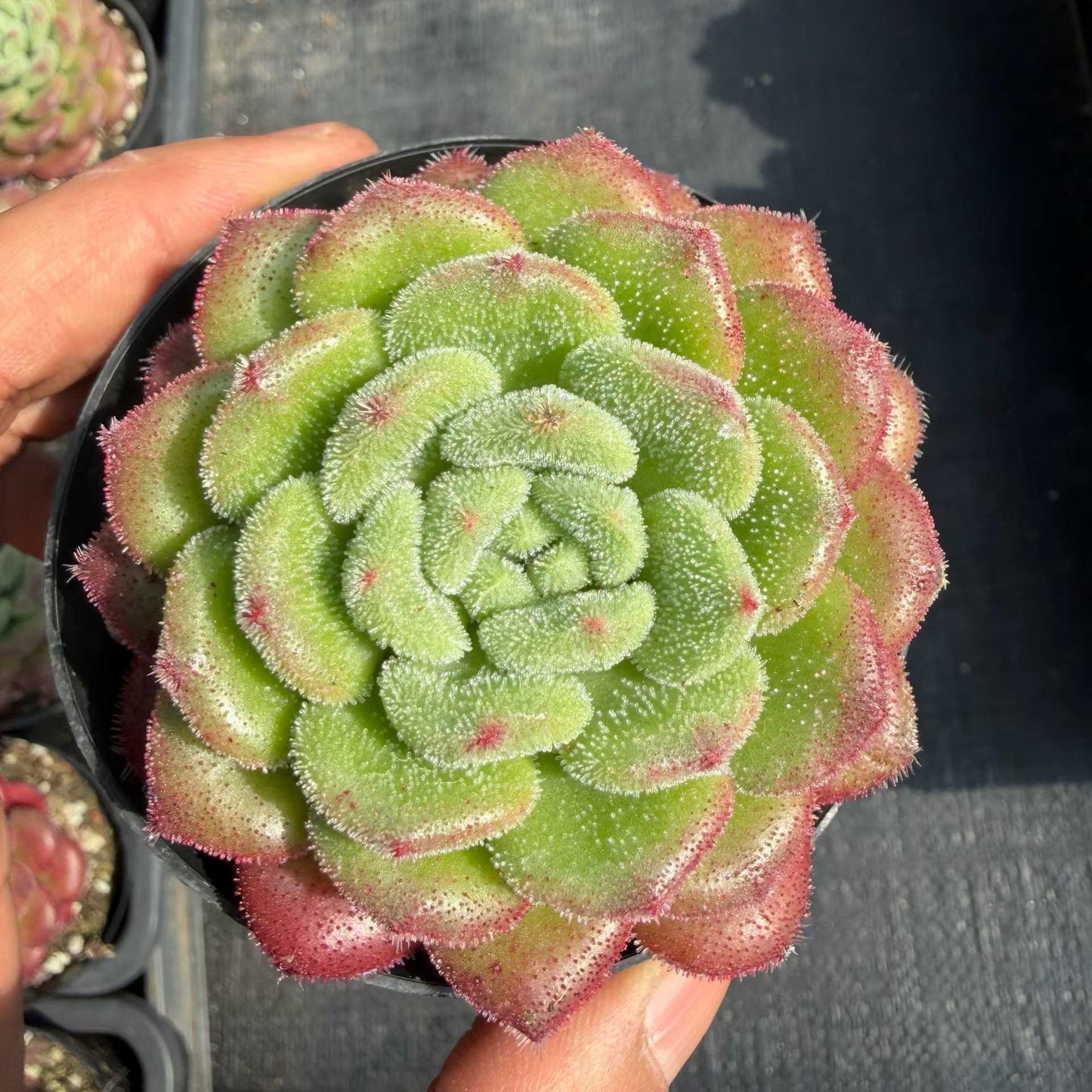 24722 Echeveria Carol (9cm pot size)