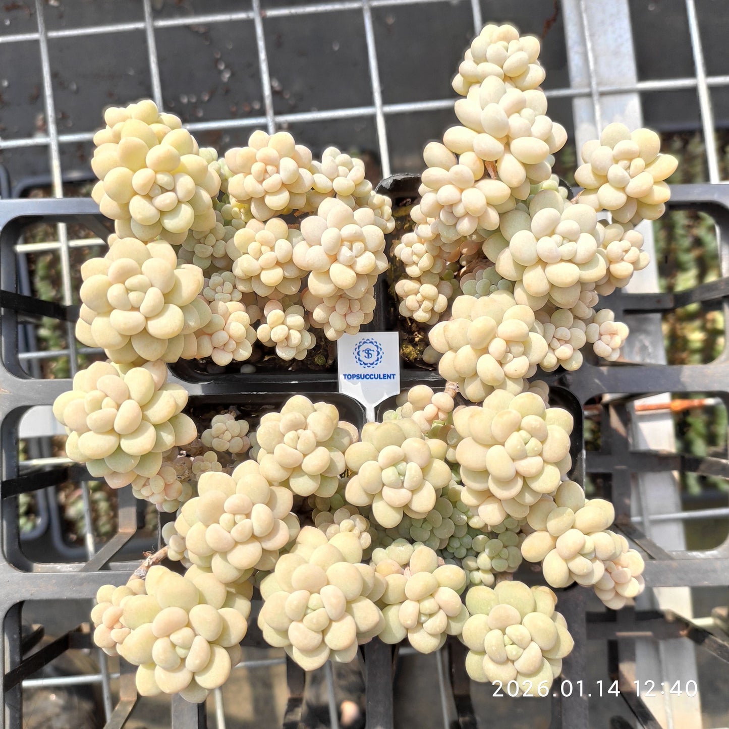 24717 Echeveria Rococo (7cm pot size)