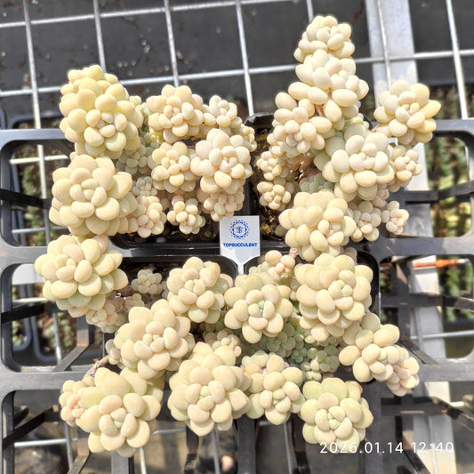 24717 Echeveria Rococo (7cm pot size)