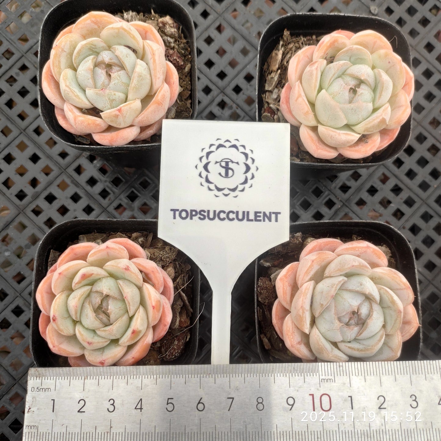 20698 Echeveria Macchiato (6.3cm pot size)