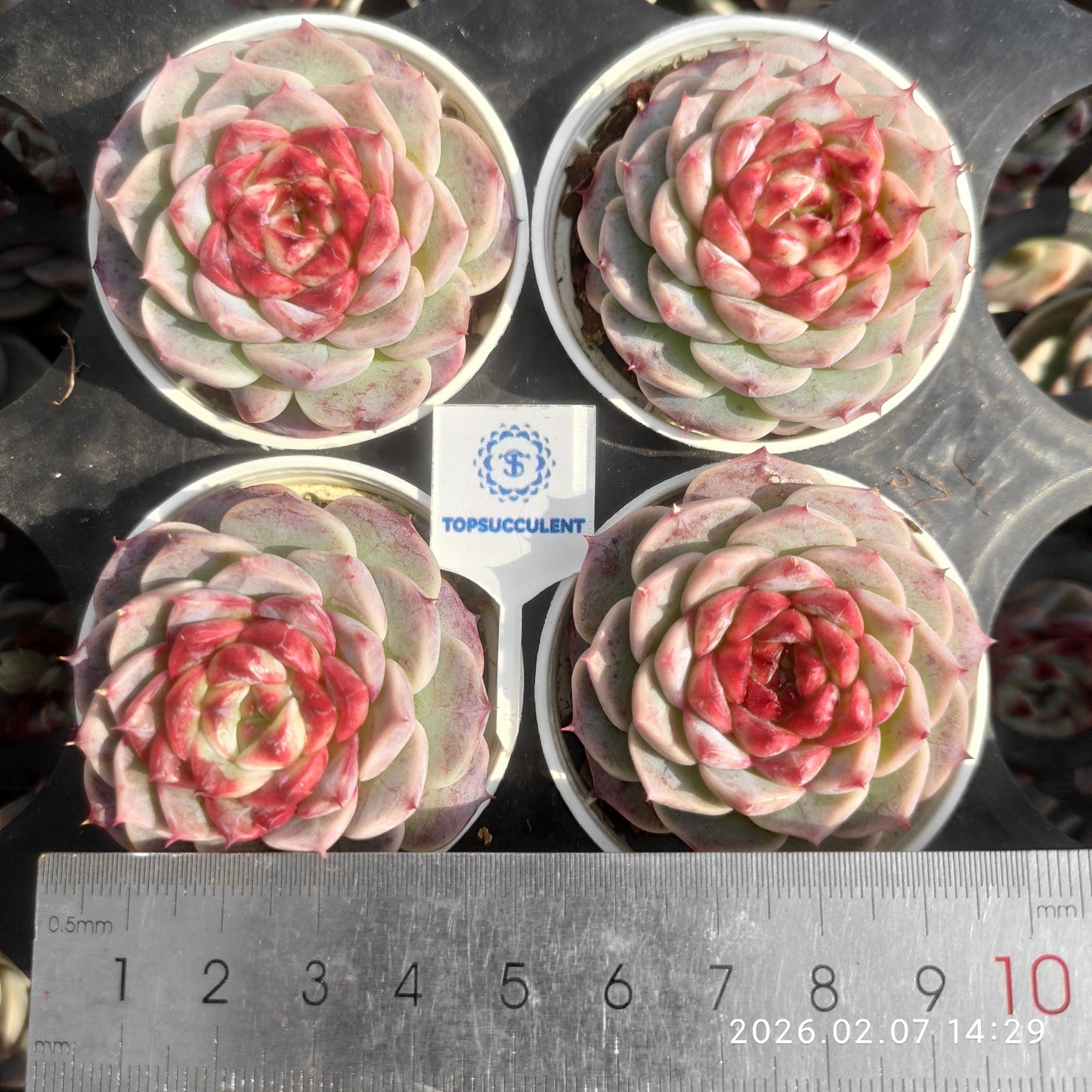 25587 Echeveria Red Velvet (5.5cm pot size)