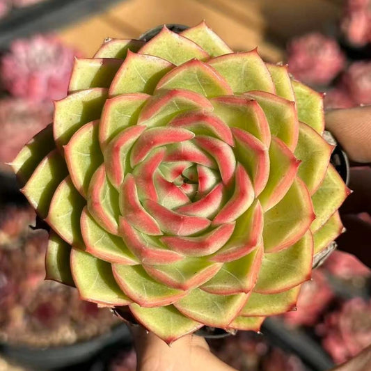 23014 Echeveria Golden Turtle (7cm pot size)