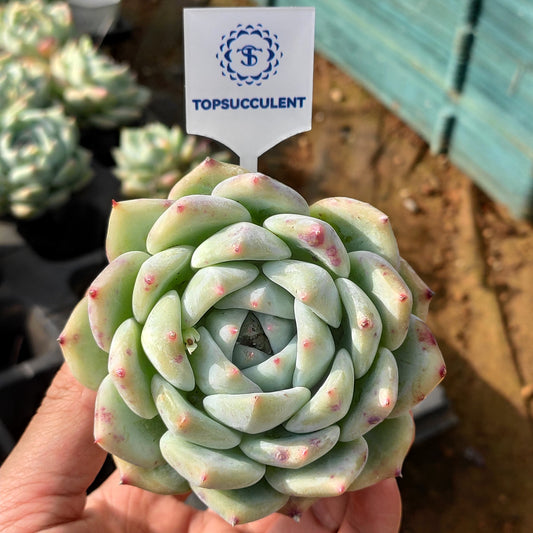 24643 Echeveria White Ratam (9cm pot size)