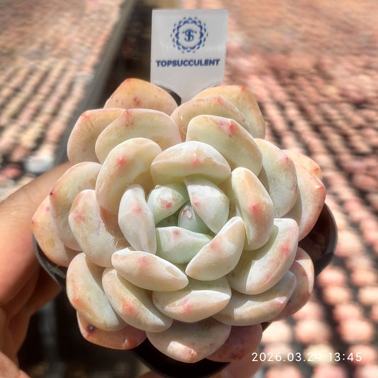 80514 Echeveria Orange Monroe (6.5cm pot size)