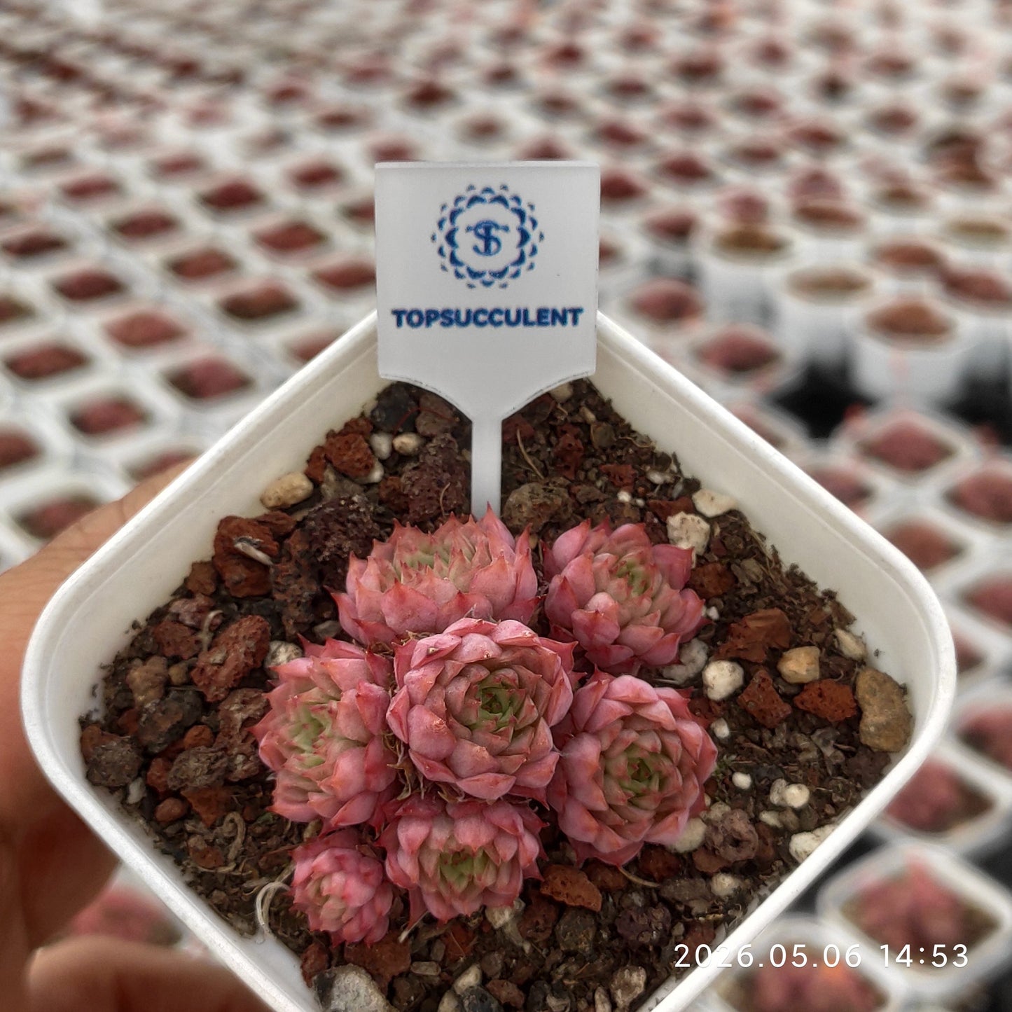 16596 Echeveria Cranberry (7cm pot size)