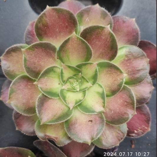 YF304 Aeonium Glorious Youth